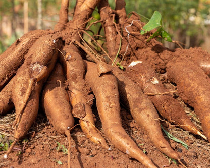 Mandioca Fresca de Cabinda 🌿 — O Alimento Base de Angola, Fresquinho e Saboroso!