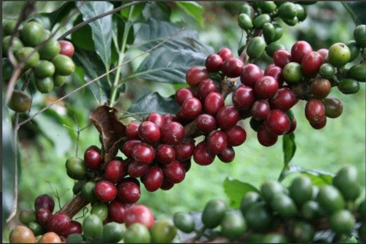 Café de Angola ☕ — Grão Premium de Cabinda, o Melhor de África!