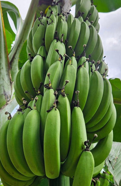 Banana Fresca de Cabinda 🍌 — Doce, Madura e Direto da Bananeira!