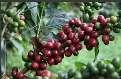 Café de Angola ☕ — Grão Premium de Cabinda, o Melhor de África!