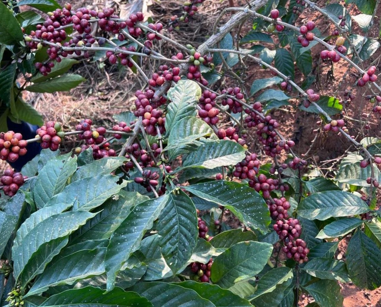Café de Angola ☕ — Grão Premium de Cabinda, o Melhor de África!