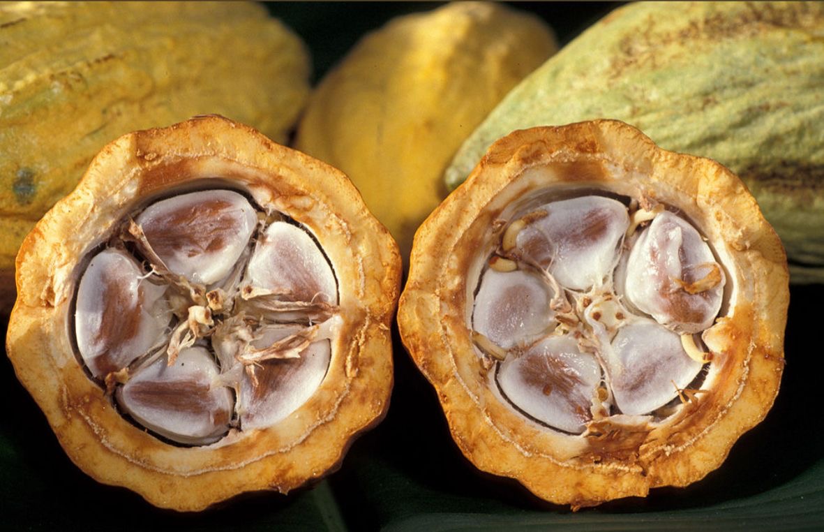 Cacau de Angola 🍫 — Grão Premium de Cabinda, Ouro Negro de África!